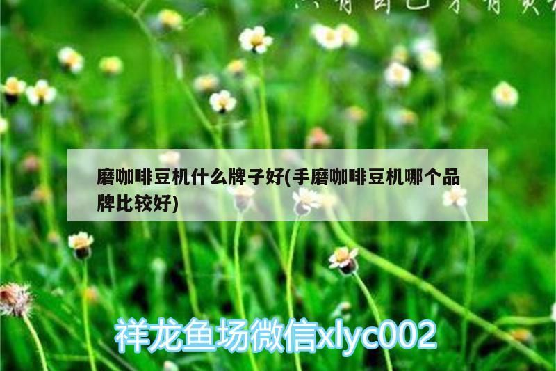 詳細閱讀:磨咖啡豆機什么牌子好(手磨咖啡豆機哪個品牌比較好) 磨咖啡豆機什么牌子好(手磨咖啡豆機哪個品牌比較好)