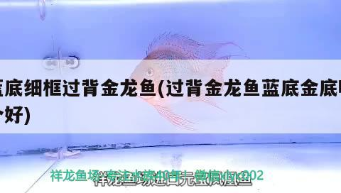 藍(lán)底細(xì)框過背金龍魚(過背金龍魚藍(lán)底金底哪個(gè)好)