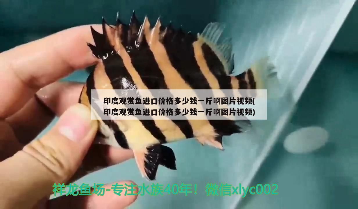 藍(lán)底細(xì)框過背金龍魚(過背金龍魚藍(lán)底金底哪個(gè)好)