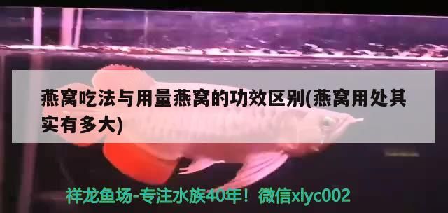 藍(lán)底細(xì)框過背金龍魚(過背金龍魚藍(lán)底金底哪個(gè)好)