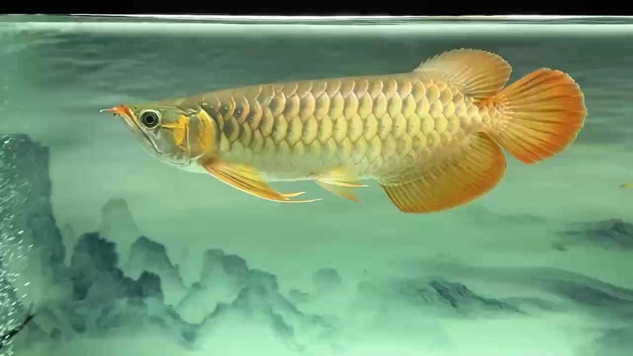 飼養6個月了，有點大魚樣了