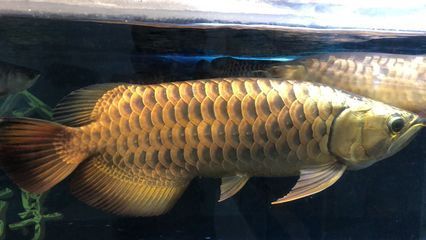 龍魚食物有哪些名字vs祥龍魚場：祥龍魚場口碑評價