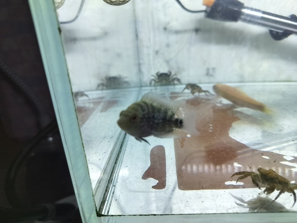 羅漢建檔 龍魚論壇 第3張 羅漢建檔 羅漢建檔 龍魚論壇 第3張