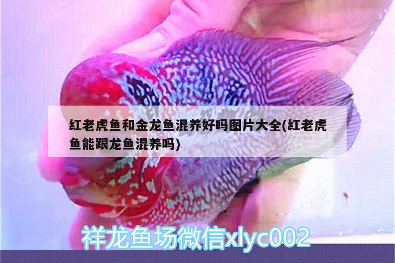 新華區(qū)王祖猛漁具店 全國水族館企業(yè)名錄 第2張 新華區(qū)王祖猛漁具店 新華區(qū)王祖猛漁具店 全國水族館企業(yè)名錄 第2張