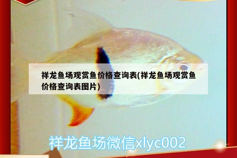 祥龍魚場(chǎng)觀賞魚價(jià)格查詢表(祥龍魚場(chǎng)觀賞魚價(jià)格查詢表圖片)
