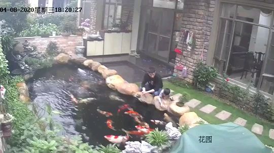 黃金河虎可以混養什么魚 黃金河虎可以混養什么魚 觀賞魚百科 第1張