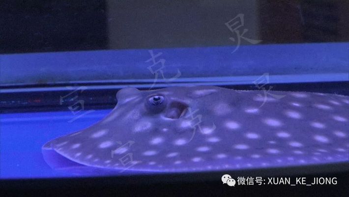 魟魚(yú)刺傷需要多久才能消腫：魟魚(yú)刺傷后的消腫時(shí)間 魟魚(yú)刺傷需要多久才能消腫：魟魚(yú)刺傷后的消腫時(shí)間 魟魚(yú)百科 第2張