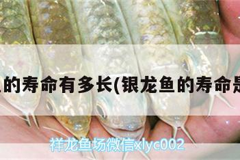 銀龍魚(yú)的壽命有多長(zhǎng)(銀龍魚(yú)的壽命是多久)
