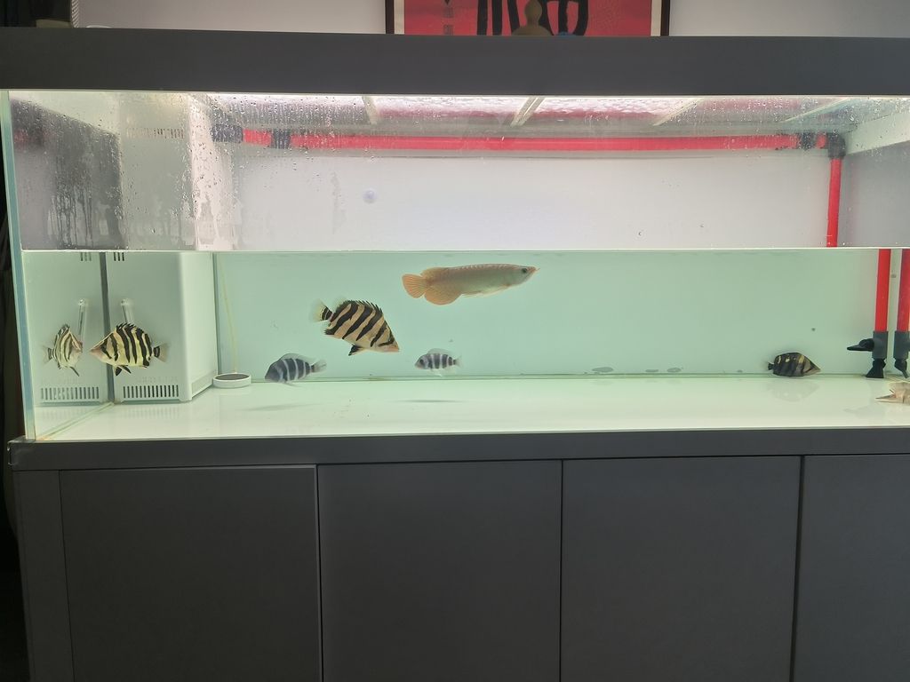 隔離亞克力取出，伊布裝壞了嘴撞壞了尾巴，虎魚喂食再想想辦法吧