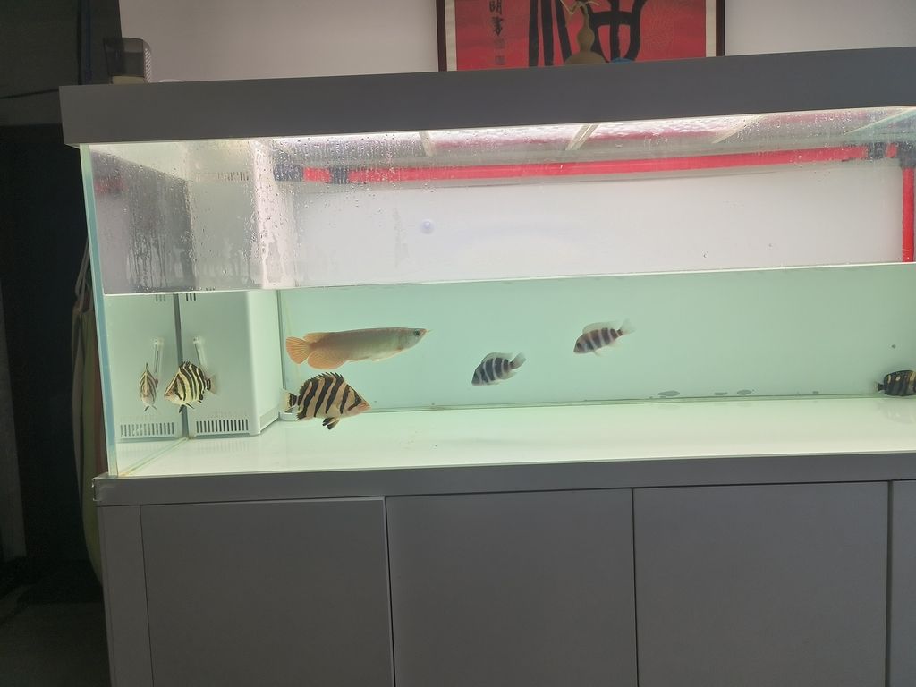 隔離亞克力取出，伊布裝壞了嘴撞壞了尾巴，虎魚喂食再想想辦法吧
