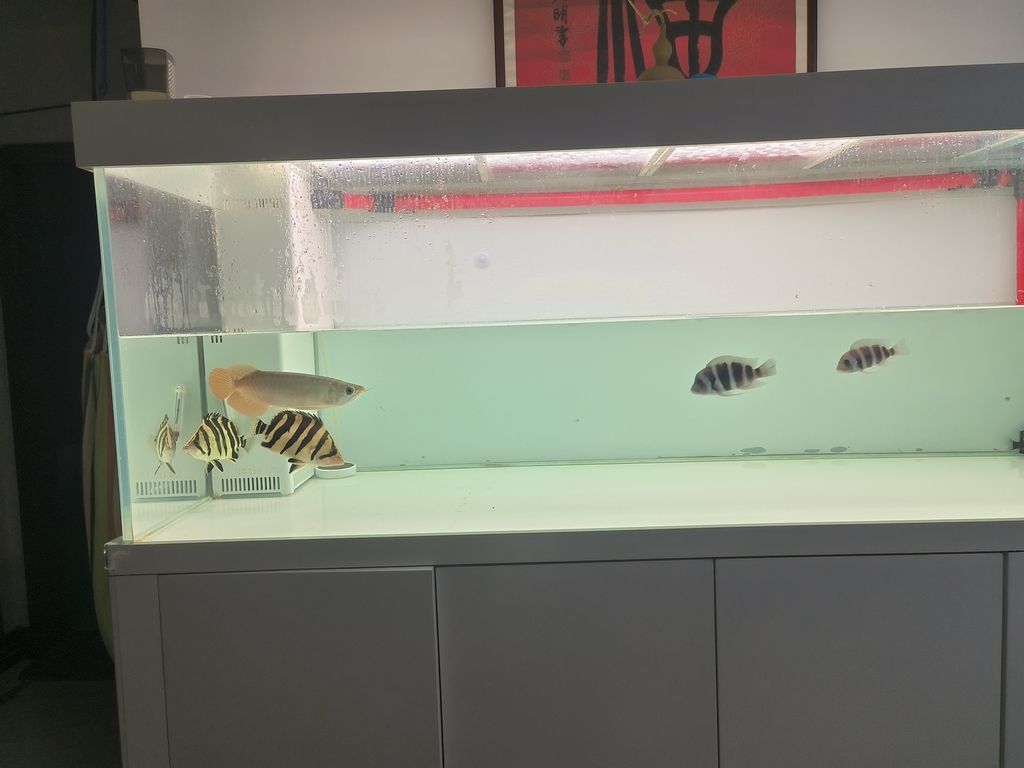 隔離亞克力取出，伊布裝壞了嘴撞壞了尾巴，虎魚喂食再想想辦法吧