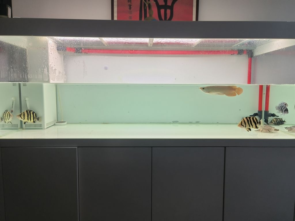 隔離亞克力取出，伊布裝壞了嘴撞壞了尾巴，虎魚喂食再想想辦法吧