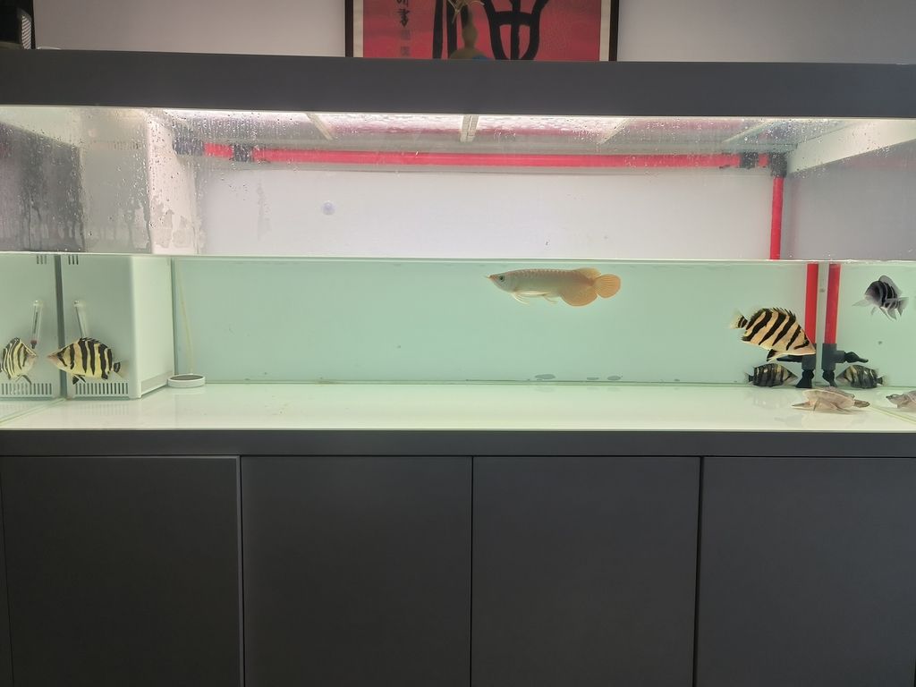 隔離亞克力取出，伊布裝壞了嘴撞壞了尾巴，虎魚喂食再想想辦法吧