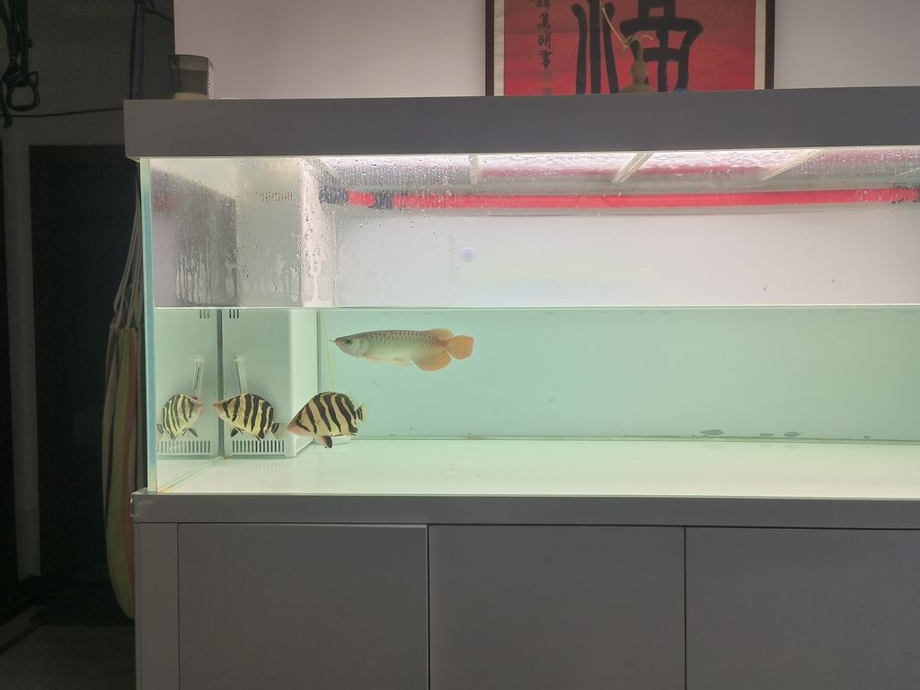 隔離亞克力取出，伊布裝壞了嘴撞壞了尾巴，虎魚喂食再想想辦法吧