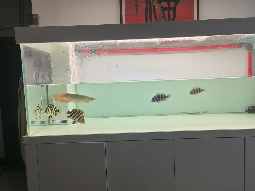 隔離亞克力取出，伊布裝壞了嘴撞壞了尾巴，虎魚喂食再想想辦法吧