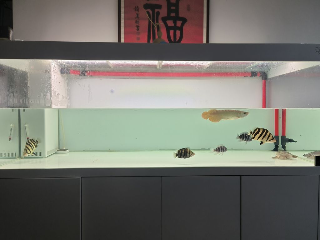 隔離亞克力取出，伊布裝壞了嘴撞壞了尾巴，虎魚喂食再想想辦法吧