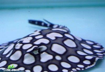 魟魚怎么樣子算狀態好:關于魟魚的狀態好壞可以從以下幾個方面進行判斷 魟魚百科 第3張 魟魚怎么樣子算狀態好:關于魟魚的狀態好壞可以從以下幾個方面進行判斷 魟魚怎么樣子算狀態好:關于魟魚的狀態好壞可以從以下幾個方面進行判斷 魟魚百科 第3張