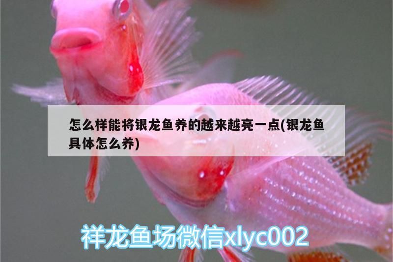怎么樣能將銀龍魚養的越來越亮一點(銀龍魚具體怎么養) 怎么樣能將銀龍魚養的越來越亮一點(銀龍魚具體怎么養) 銀龍魚百科