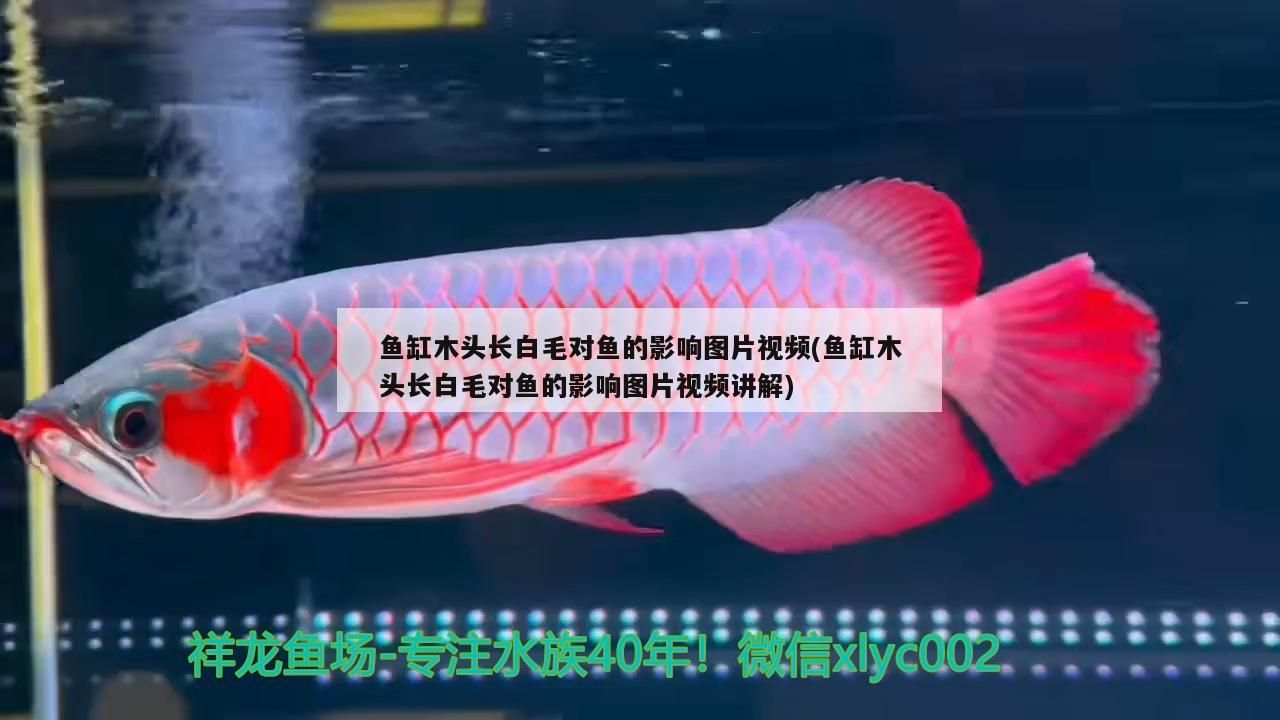 魚缸木頭長白毛對魚的影響圖片視頻(魚缸木頭長白毛對魚的影響圖片視頻講解)