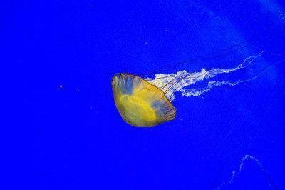 紅龍魚的底色怎么挑選好看點：挑選紅龍魚的底色時，需要考慮多個因素以確保紅龍魚的健康和美觀