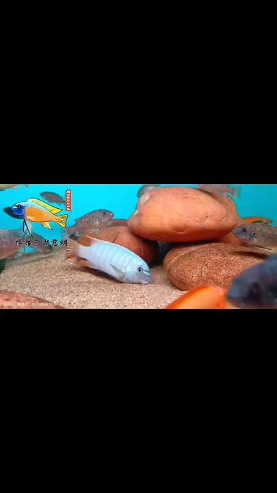 詳細閱讀:野生超級橙小丑與欽揚夸奇小丑繁殖組! 野生超級橙小丑與欽揚夸奇小丑繁殖組!