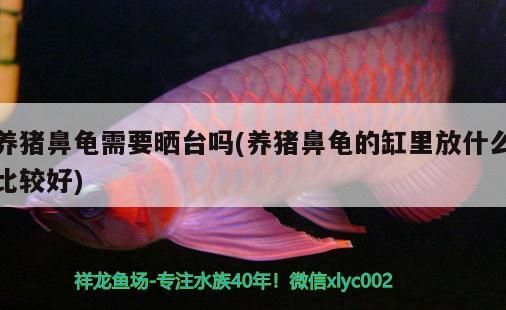 養豬鼻龜需要曬臺嗎(養豬鼻龜的缸里放什么比較好)