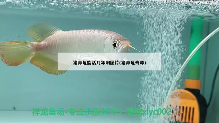 豬鼻龜能活多久：豬鼻龜一般能活多少年