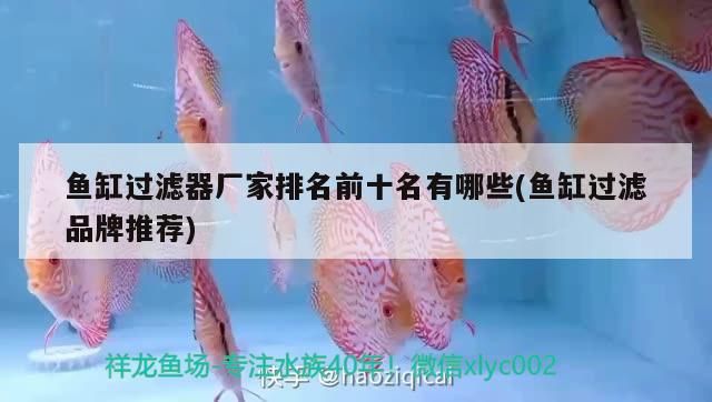 觀賞魚 魚缸過濾器廠家排名前十名有哪些(魚缸過濾品牌推薦) 金龍魚百科 魚缸過濾器廠家排名前十名有哪些(魚缸過濾品牌推薦) 魚缸過濾器廠家排名前十名有哪些(魚缸過濾品牌推薦) 金龍魚百科