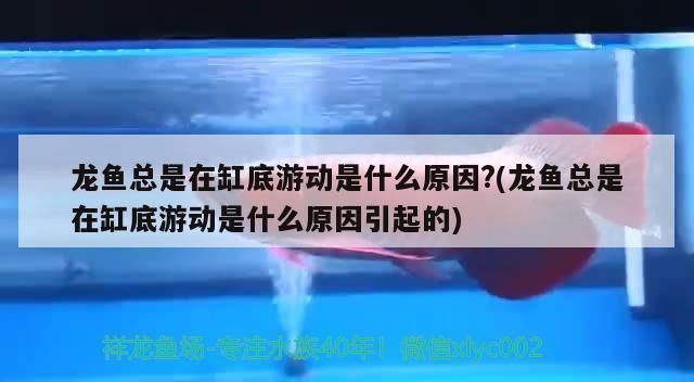 金龍魚在缸底游是什么原因vs祥龍魚場：金龍魚為什么在缸底游動 金龍魚在缸底游是什么原因vs祥龍魚場：金龍魚為什么在缸底游動 vs祥龍魚場 第1張