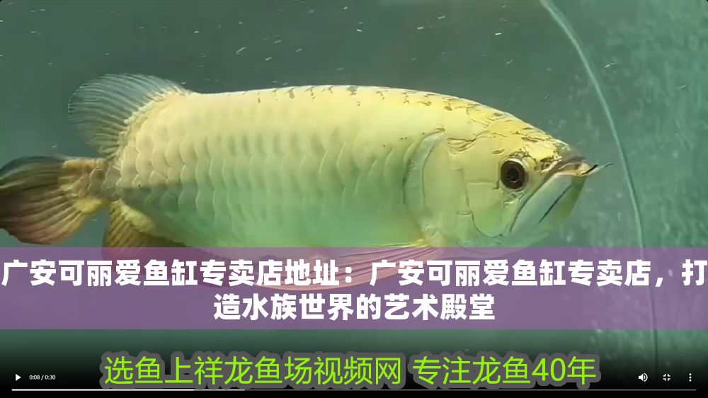 廣安可麗愛魚缸專賣店地址：廣安可麗愛魚缸專賣店，打造水族世界的藝術殿堂