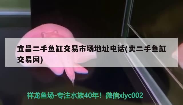 宜昌二手魚缸交易市場地址電話(賣二手魚缸交易網(wǎng))