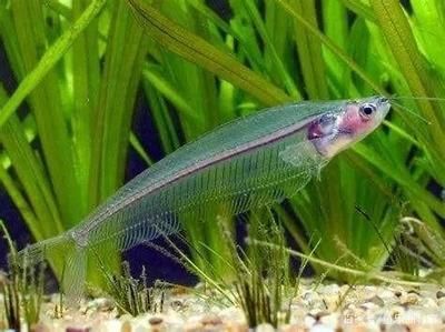 黃金貓魚活餌保存方法（關(guān)于黃金貓魚活餌保存方法的探究）