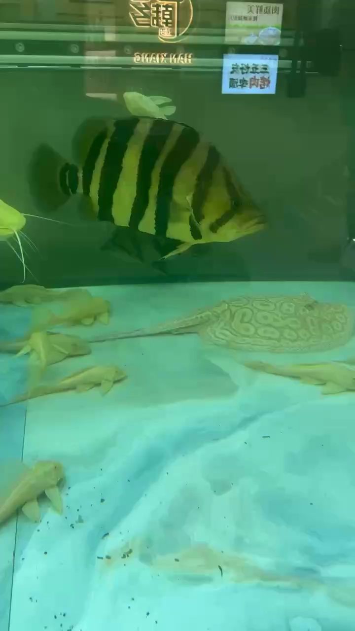 不咋明 不咋明 龍魚論壇