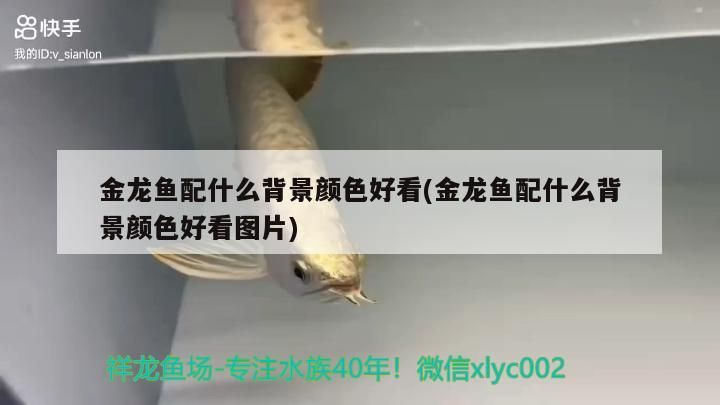 金龍魚配什么背景顏色好看(金龍魚配什么背景顏色好看圖片)