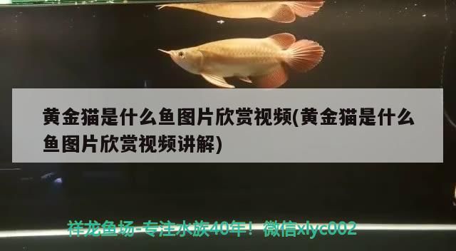 黃金貓是什么魚圖片欣賞視頻(黃金貓是什么魚圖片欣賞視頻講解)