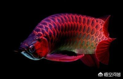 龍魚蒙眼破裂vs祥龍魚場:如何辨別龍魚健康狀況 vs祥龍魚場 第3張 龍魚蒙眼破裂vs祥龍魚場:如何辨別龍魚健康狀況 龍魚蒙眼破裂vs祥龍魚場:如何辨別龍魚健康狀況 vs祥龍魚場 第3張
