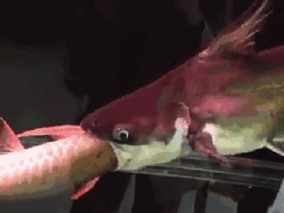 龍魚吃東西卡了怎么辦vs祥龍魚場(chǎng)：龍魚吃東西卡住了怎么辦 龍魚吃東西卡了怎么辦vs祥龍魚場(chǎng)：龍魚吃東西卡住了怎么辦 vs祥龍魚場(chǎng) 第3張