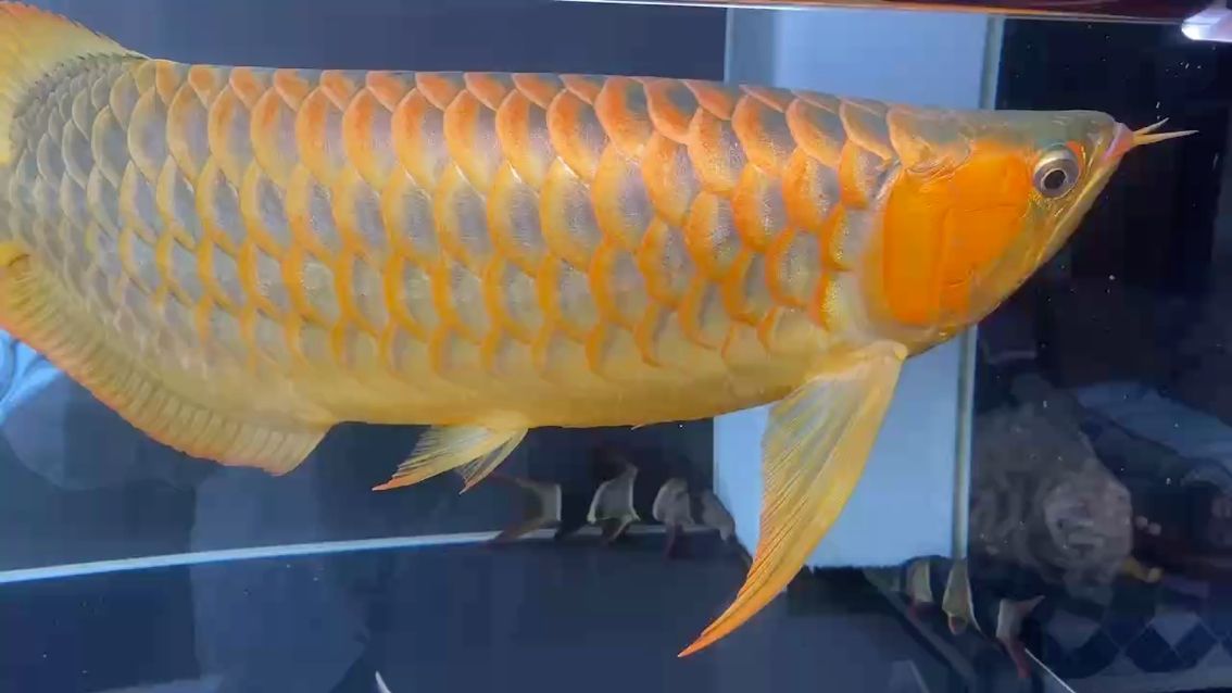 溜溜魚