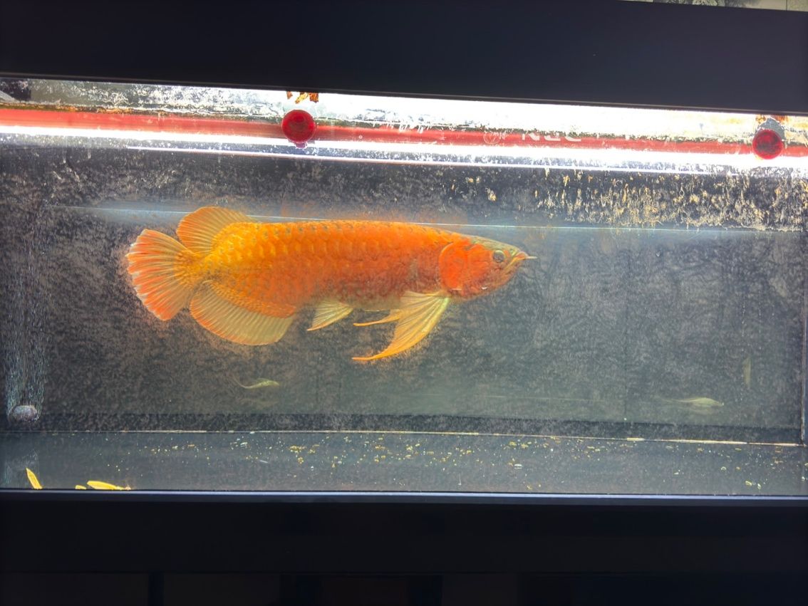喝茶，賞魚 獨(dú)樂樂