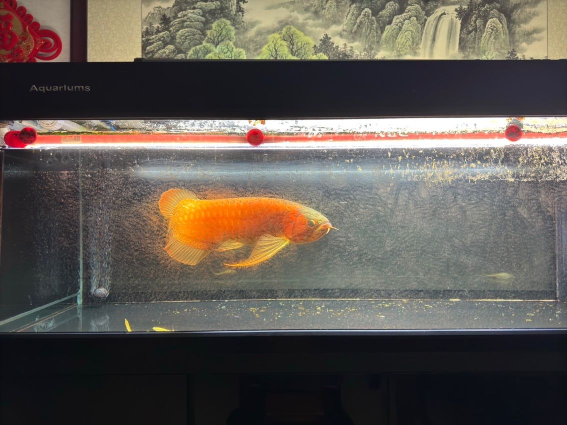 喝茶，賞魚 獨(dú)樂樂