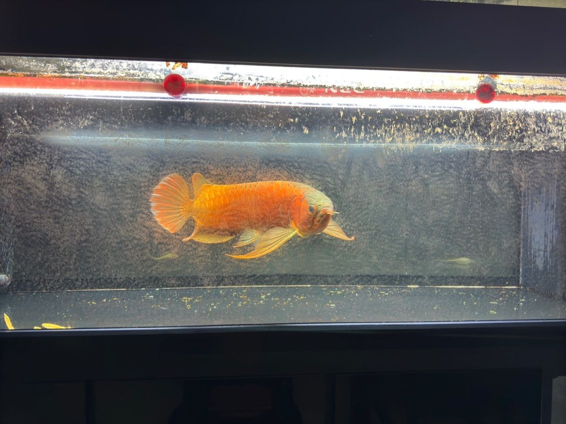 喝茶，賞魚 獨(dú)樂樂
