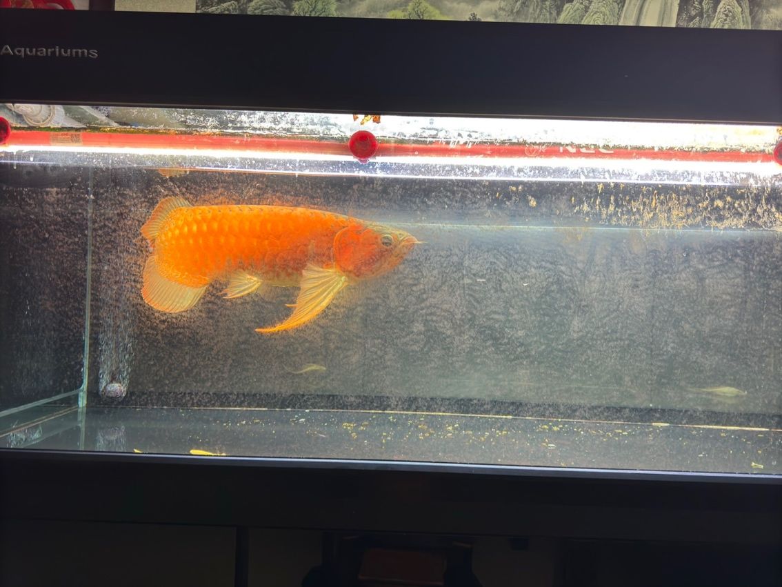 喝茶，賞魚 獨(dú)樂樂