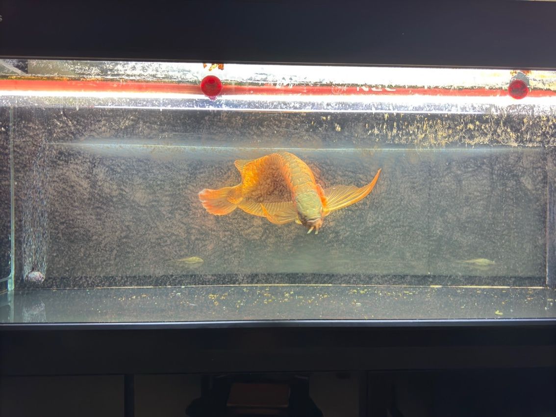 喝茶，賞魚 獨(dú)樂樂