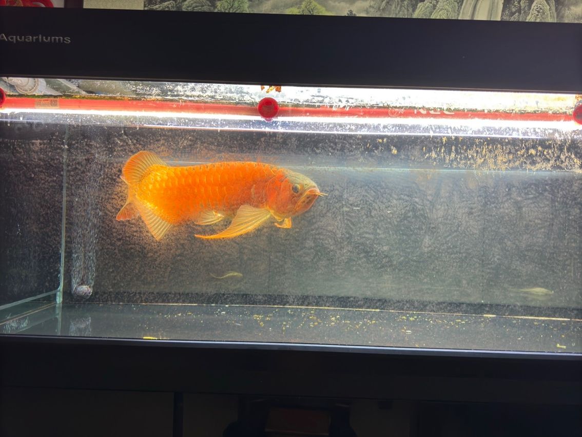 喝茶，賞魚 獨(dú)樂樂