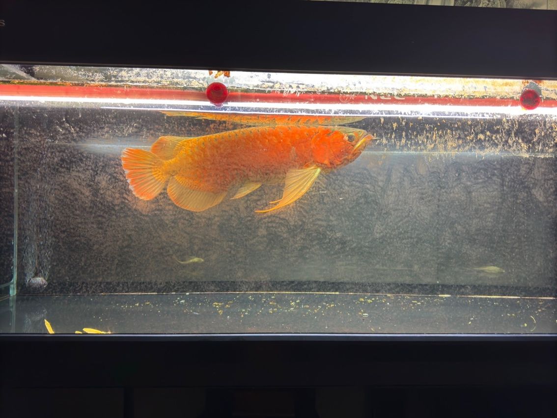 喝茶，賞魚 獨(dú)樂樂
