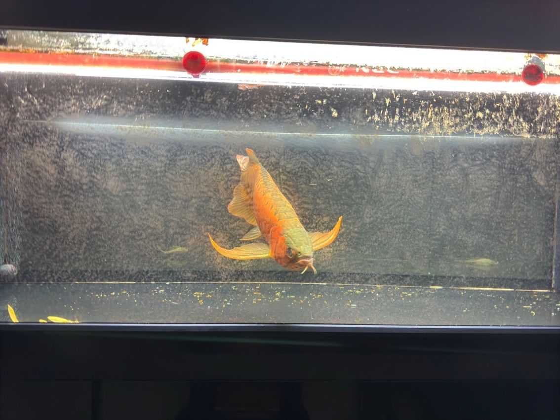 喝茶，賞魚 獨(dú)樂樂