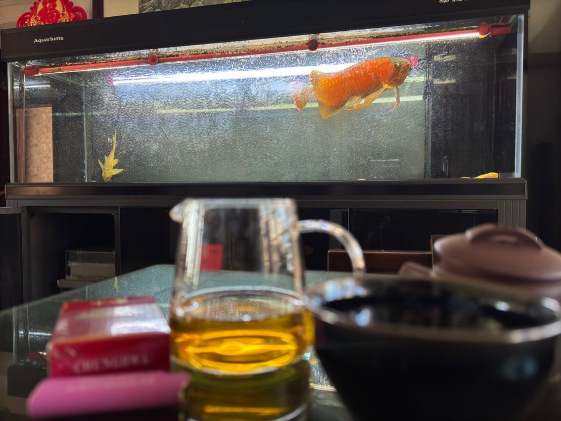喝茶，賞魚 獨(dú)樂樂