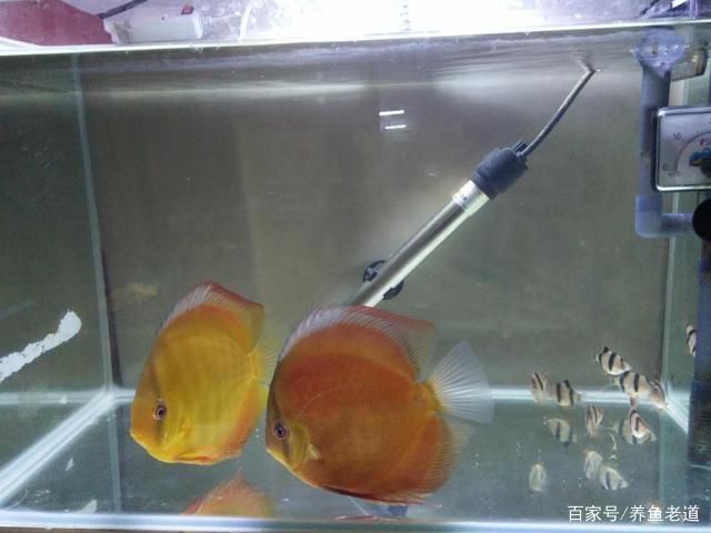 8毫米厚的玻璃能做多大的魚缸用呢：8毫米厚的玻璃在制作魚缸時可能會有一定局限性