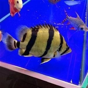 2020虎魚苗：2020年的虎魚苗價格、養殖技術和市場需求都有所體現