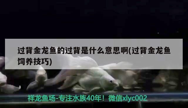 過背金龍魚的過背是什么意思啊(過背金龍魚飼養(yǎng)技巧)